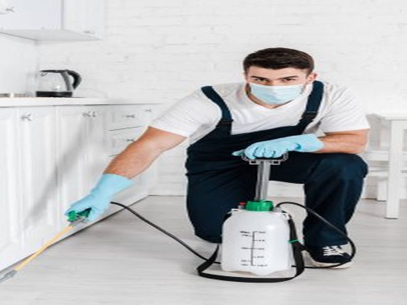 Pest Control Sydney: The Benefits of Professional Pest Inspections