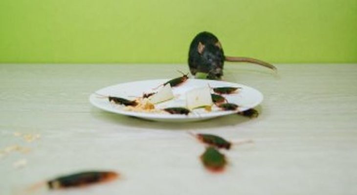 Conquering Rat Infestations: Advanced Pest Control Solutions